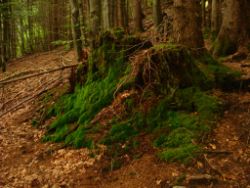 2013-07-07_Kotalm-Jochberg (063).JPG